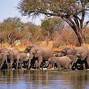 Африка водопой слонов