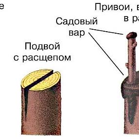 Прививки плодовых деревьев