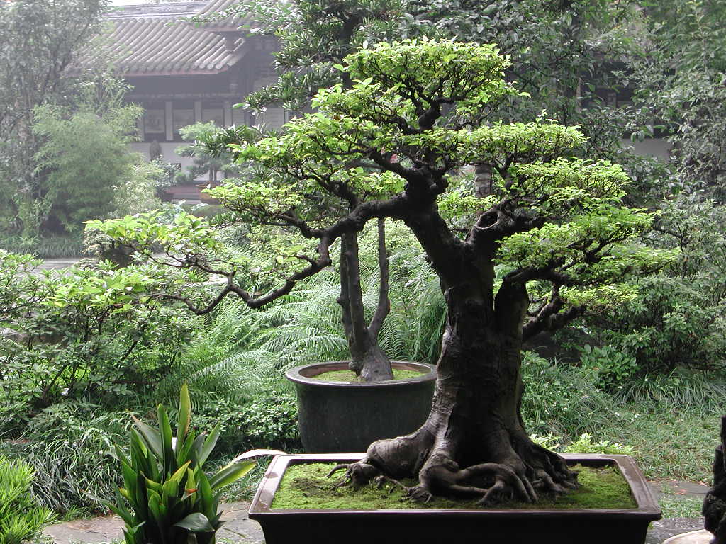 fashion-bonsai-04