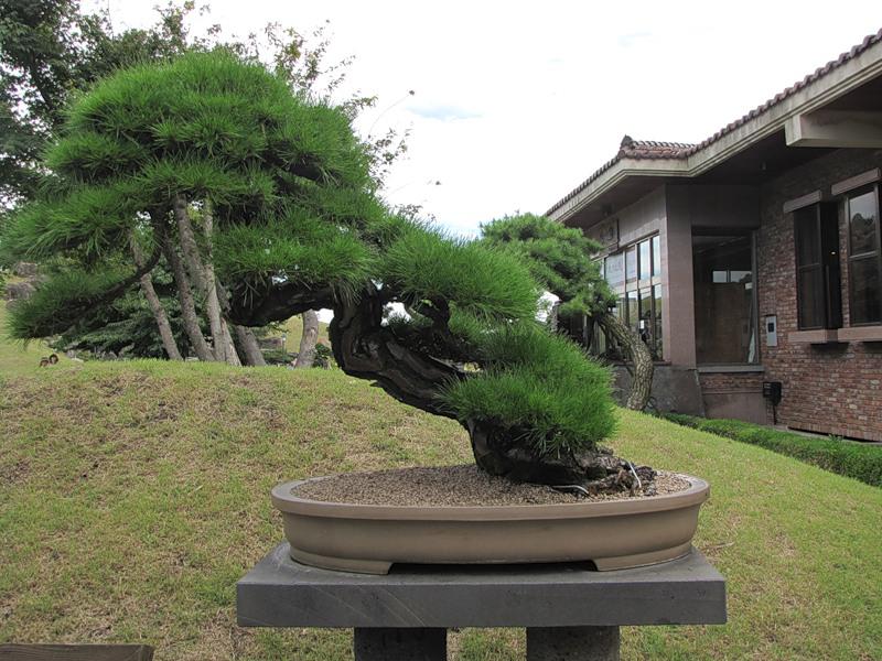 fashion-bonsai-05