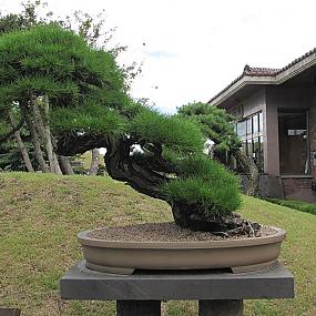 fashion-bonsai-05