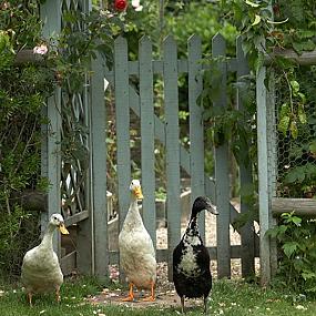 ideas-country-gardens-09