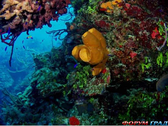 belize-barrier-reef-01