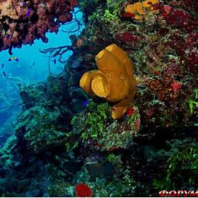 belize-barrier-reef-01