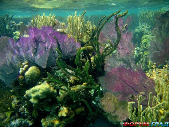 belize-barrier-reef-09