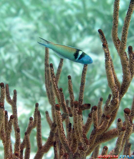 belize-barrier-reef-09