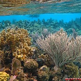 belize-barrier-reef-09