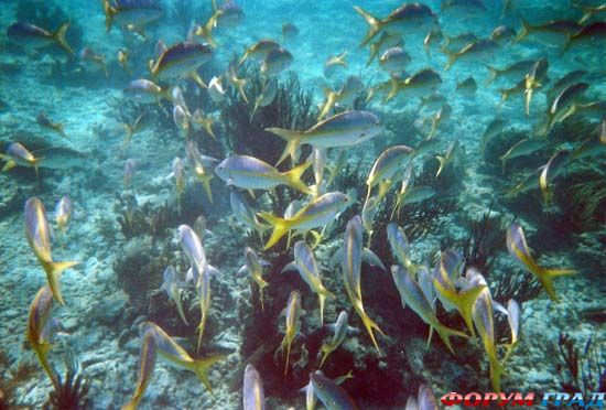 belize-barrier-reef-10