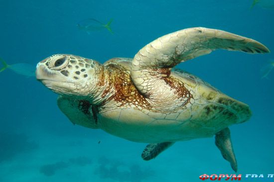 belize-barrier-reef-11