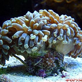 belize-barrier-reef-12