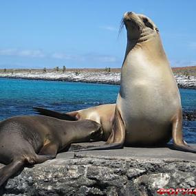 travel-galapagos-islands-11