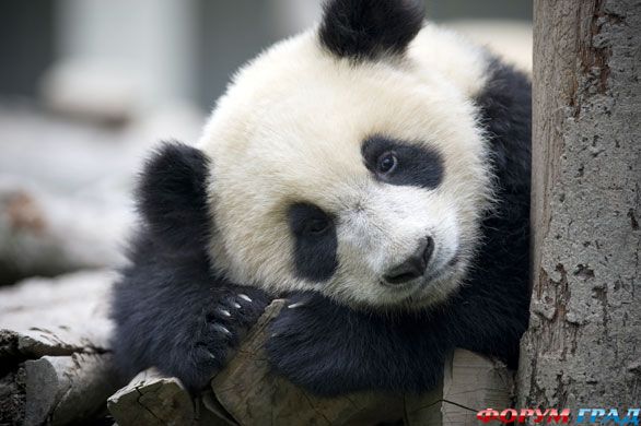 Панда в Китае 1