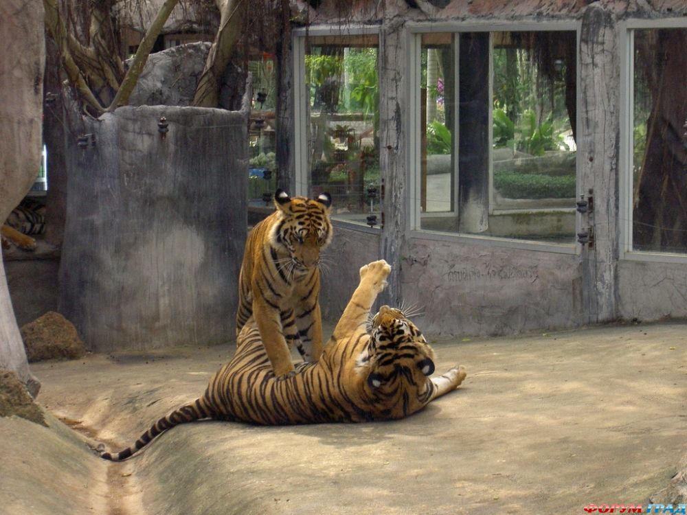 Sri Racha Tiger Zoo 1