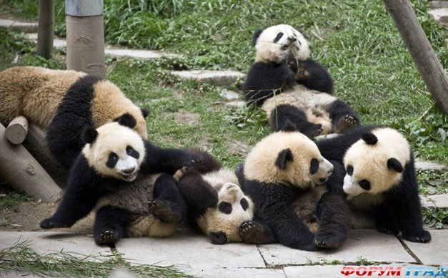 Панда в Китае 2
