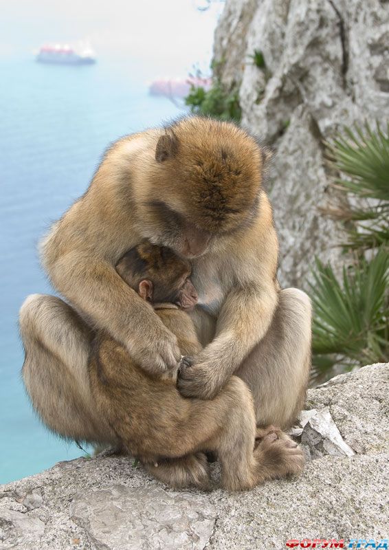 обезьяны Гибралтара