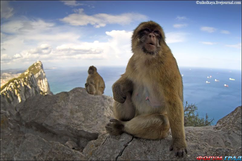обезьяны Гибралтара 