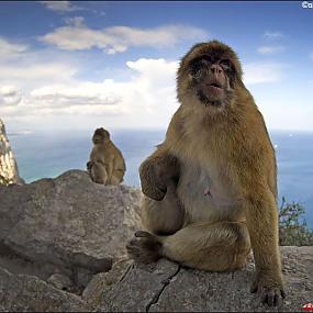 обезьяны Гибралтара