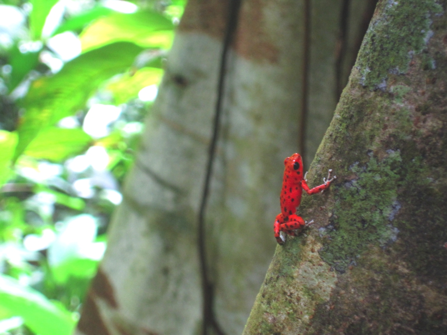 Пляжный курорт - Red Frog Beach