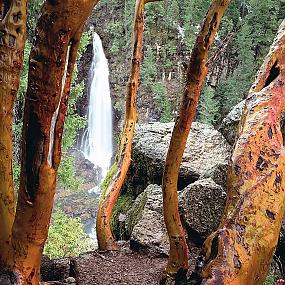 madrone trees and barr creek falls mill creek r42