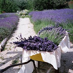 lavender-garden-02