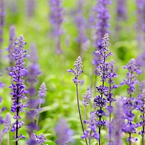 lavender-garden-04