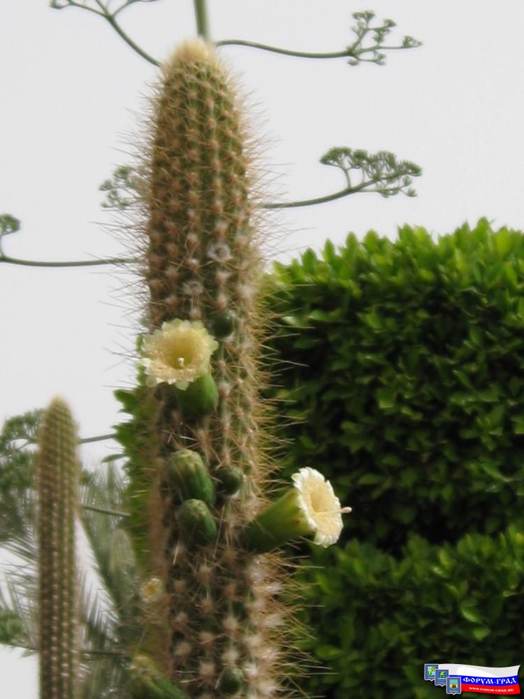 Растительность Египта