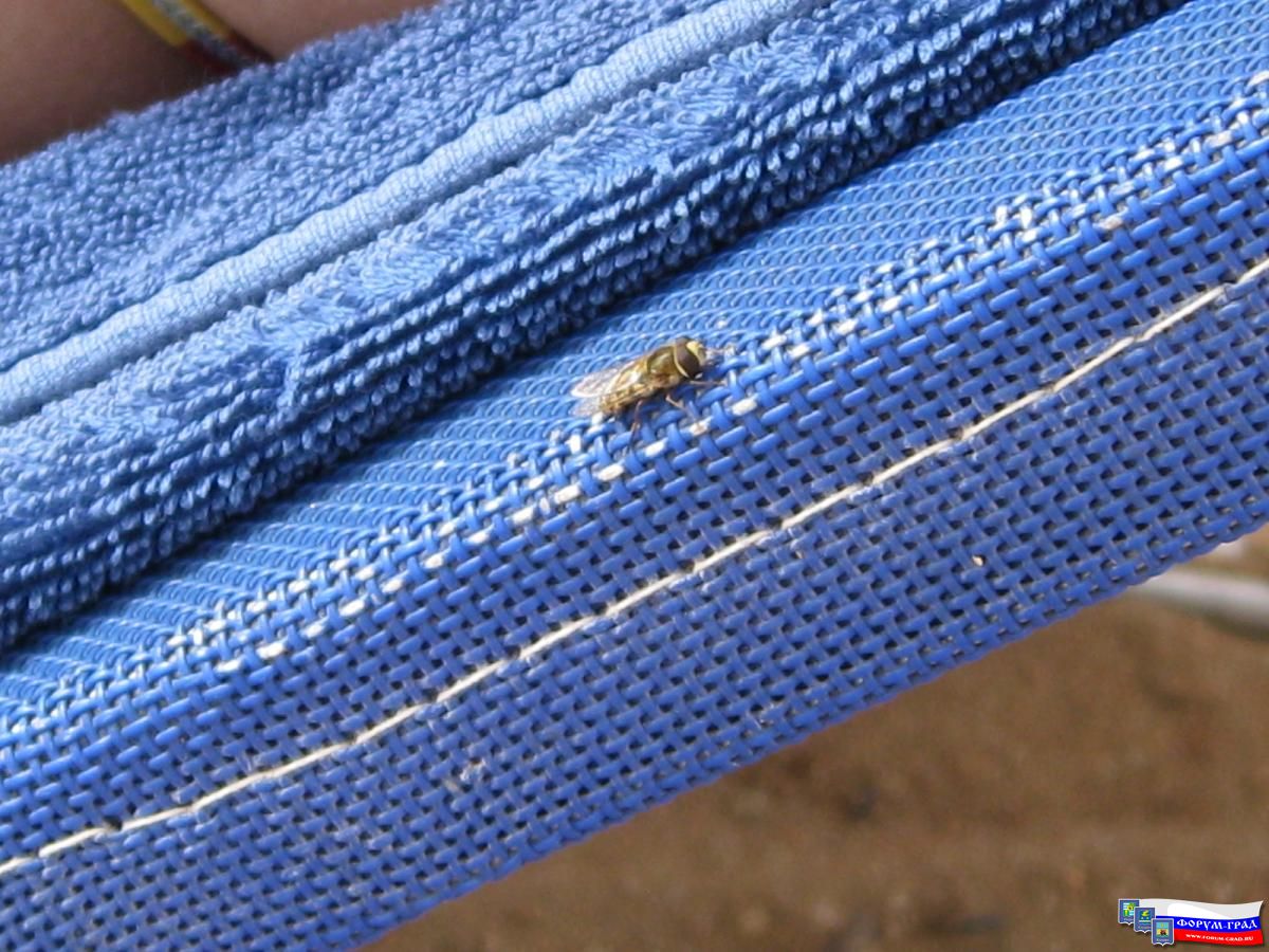 Живность Египта