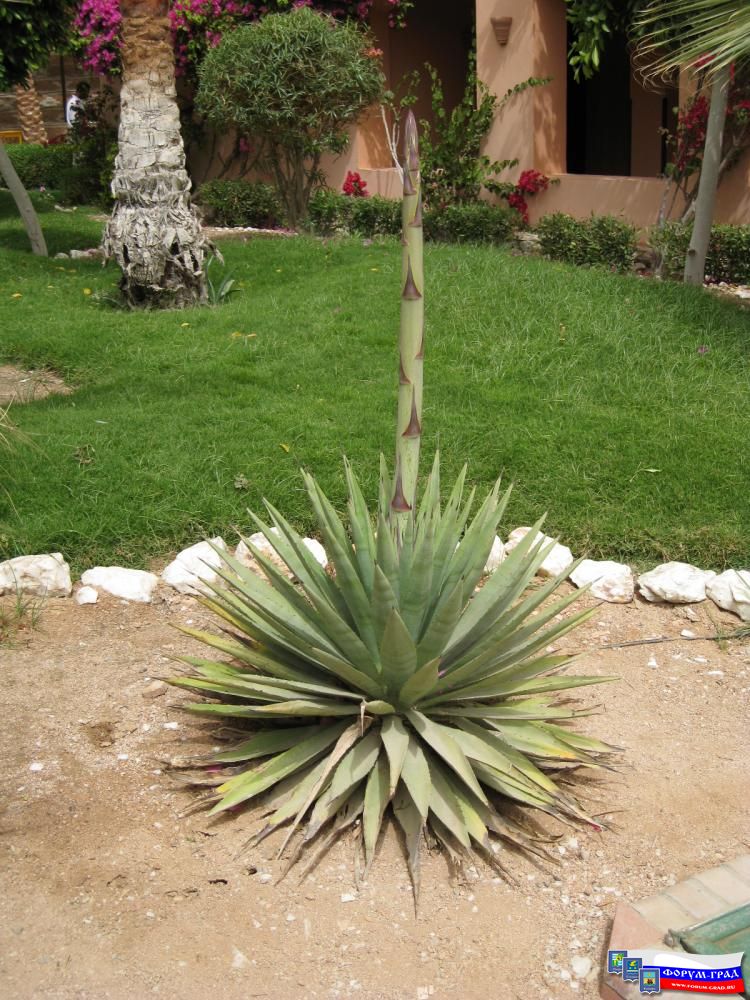 Растительность Египта