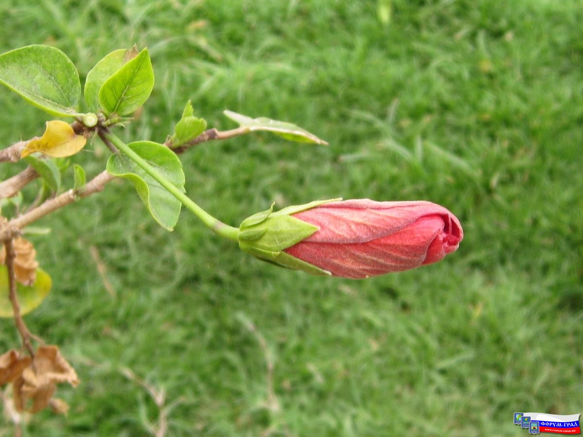 Растительность Египта