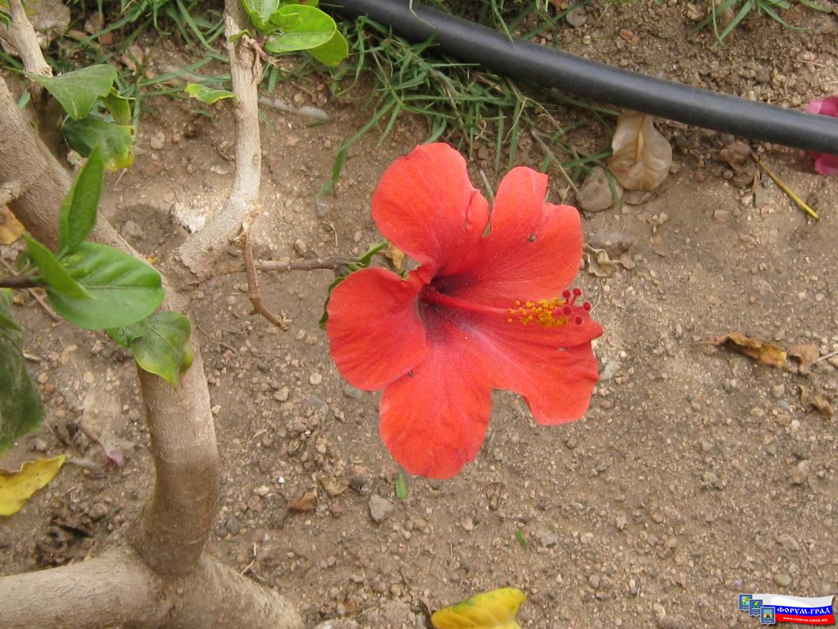 Растительность Египта