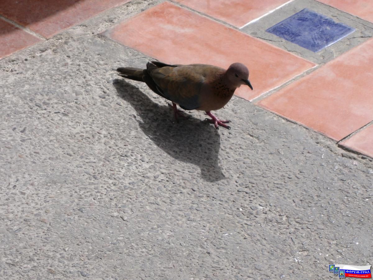 Живность Египта