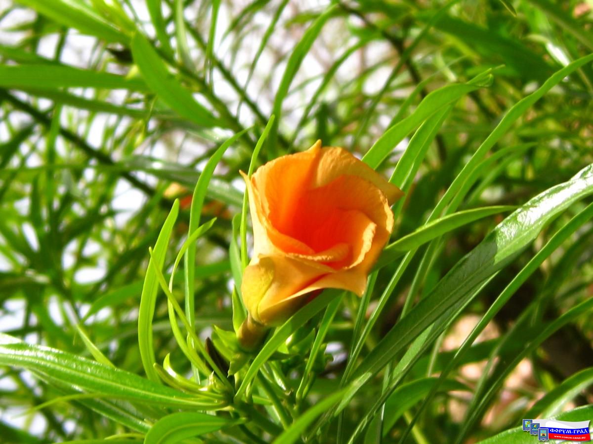 Растительность Египта