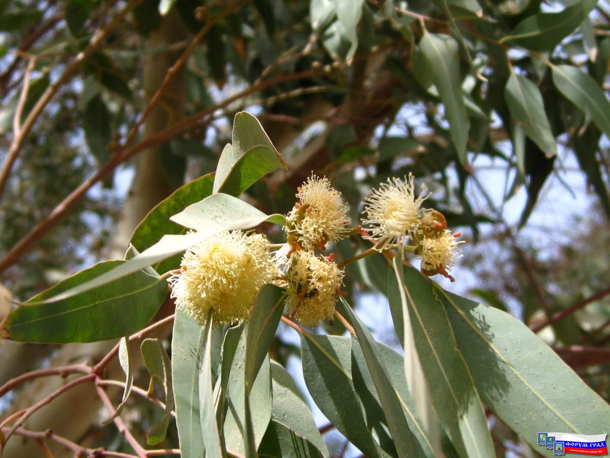 Растительность Египта