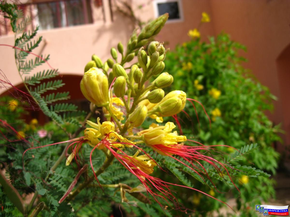 Растительность Египта