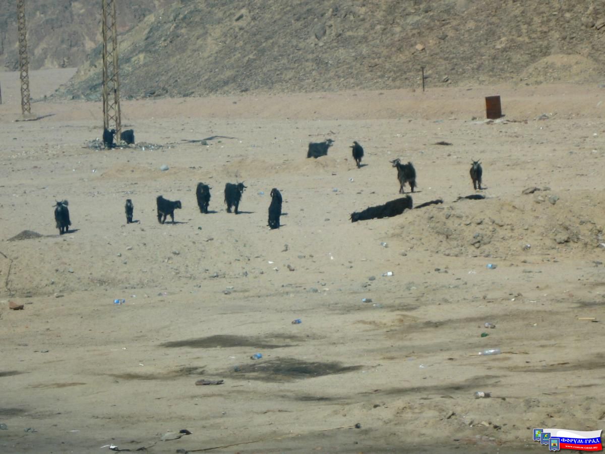 Живность Египта