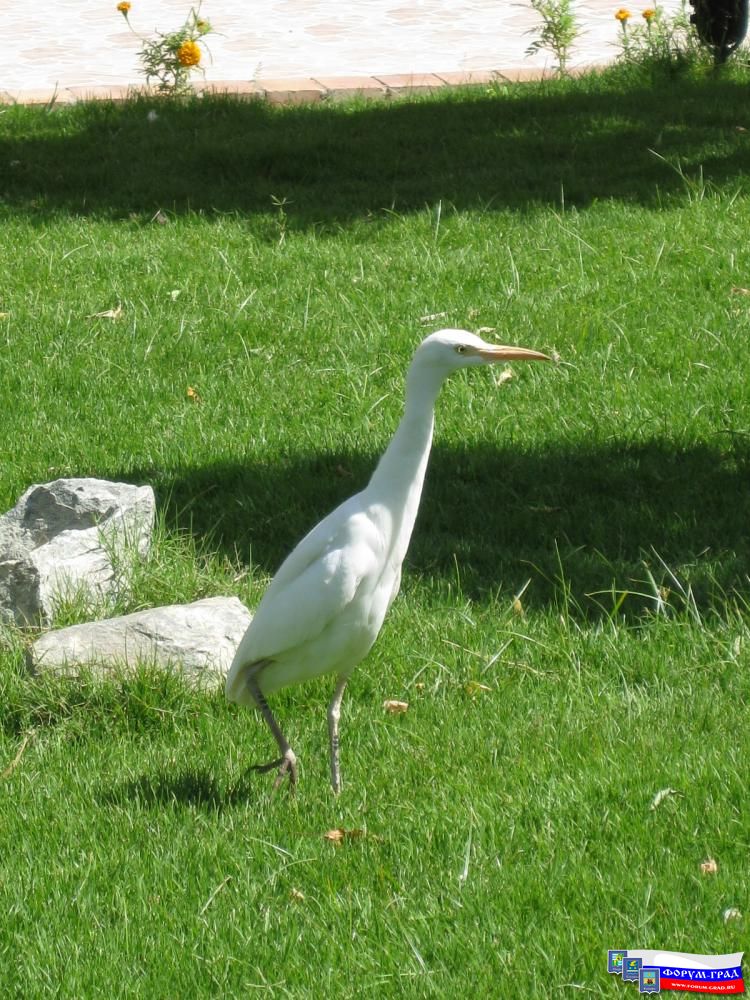 Живность Египта