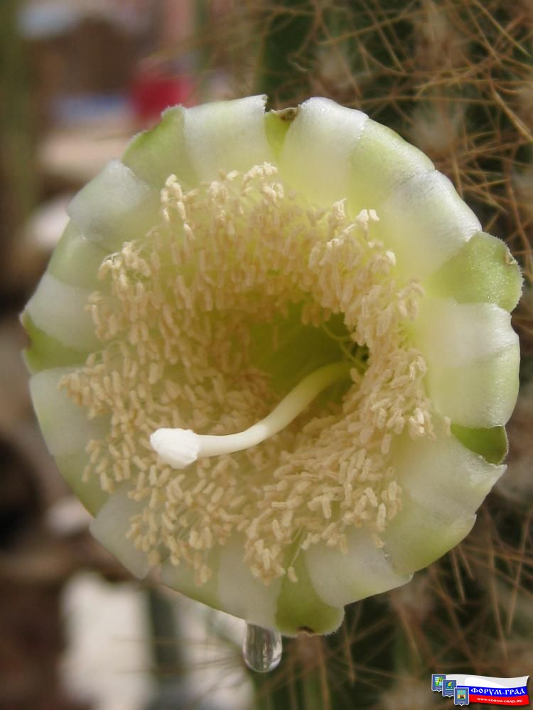 Кактус Египет 2008