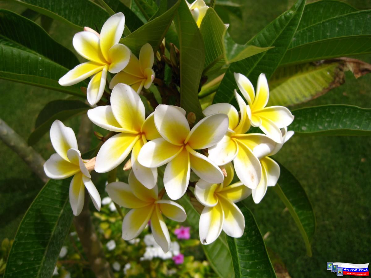 Растительность Египта