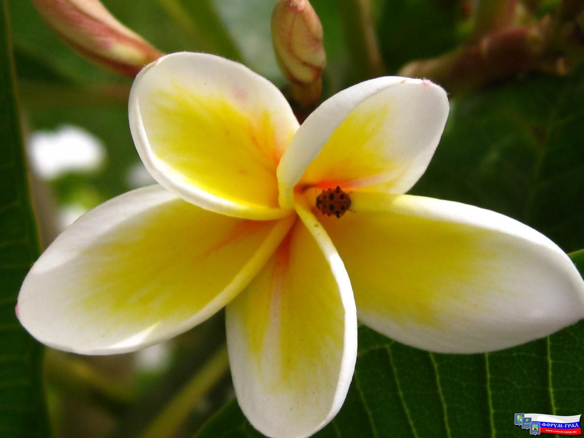 Живность Египта