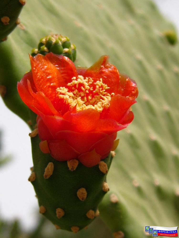 Растительность Египта