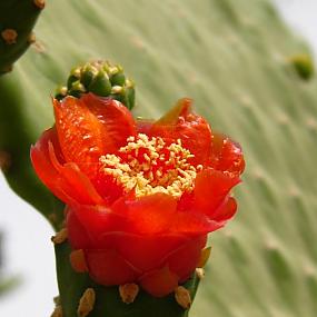 Растительность Египта