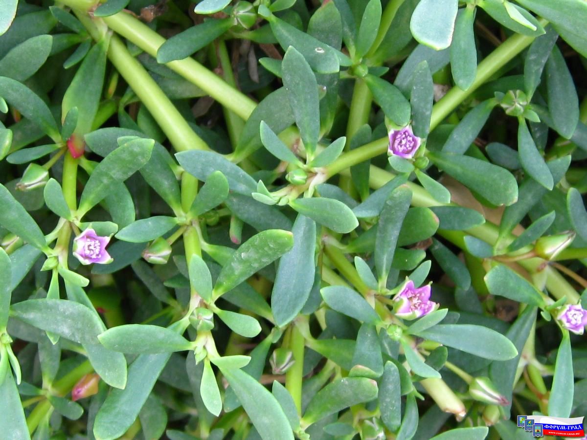 Растительность Египта