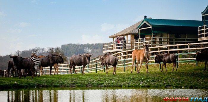 Животные заповедника рядом с отелем Livingstonе Lodge