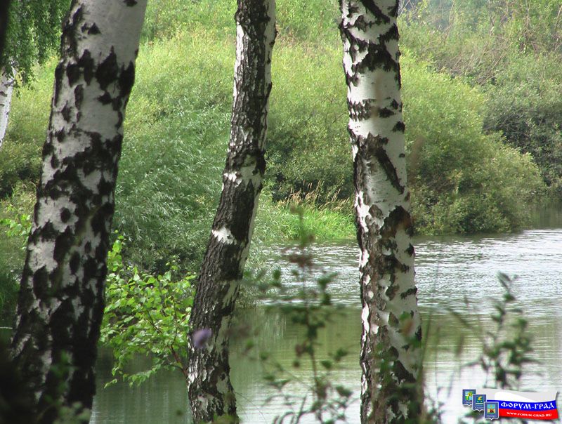 Природа Воскресенска