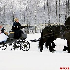 Лошади на свадьбе