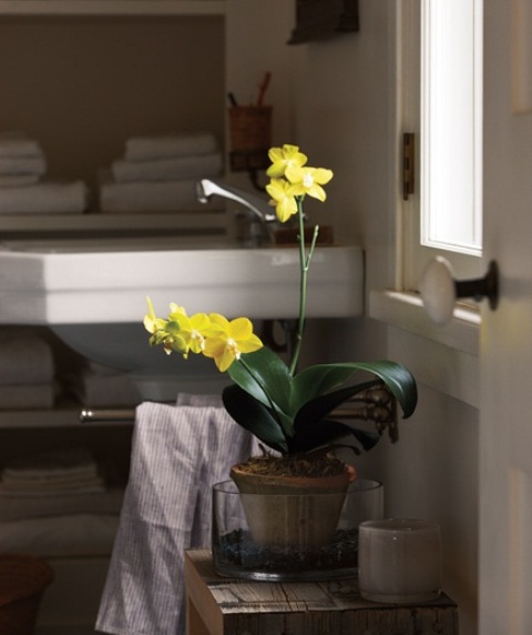 bathroom-design-ideas-with-plants-and-flowers-ideal-for-spring-20