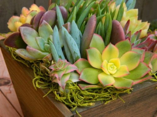 succulent-centerpieces-for-your-recepton-table-16