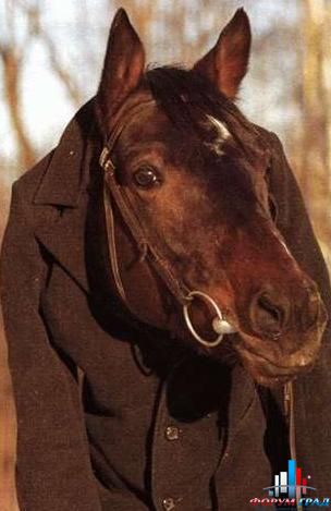 Конь в пальто