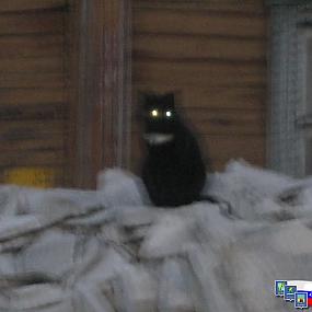 призрачная кошка