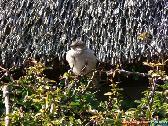 Avebury Henge/ каменные круги Эйвбери